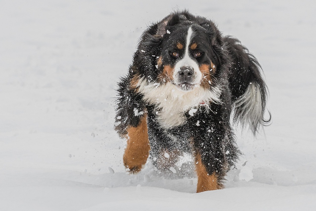Bernese Mountain Dog: Swiss Perfection in Snow (Image Credits: Pixabay)