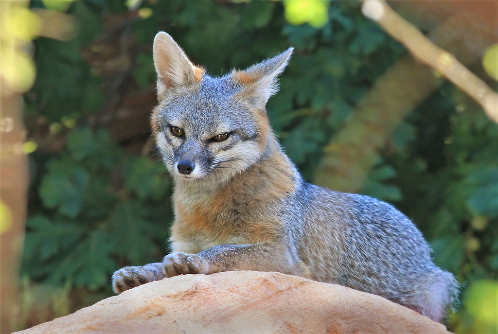 The Gray Fox Can Actually Climb Trees (Image Credits: Flickr)