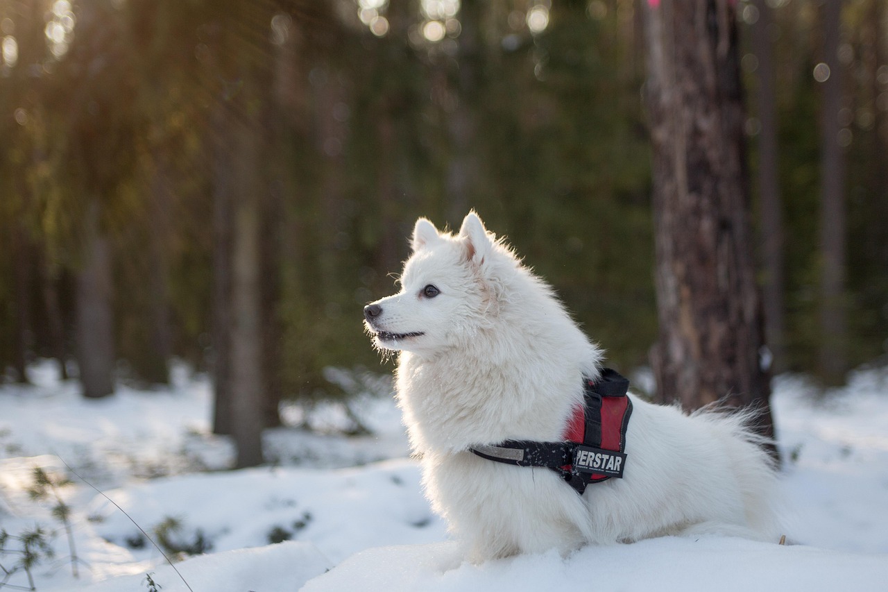 Samoyed: The Smiling Snow Angels (Image Credits: Pixabay)