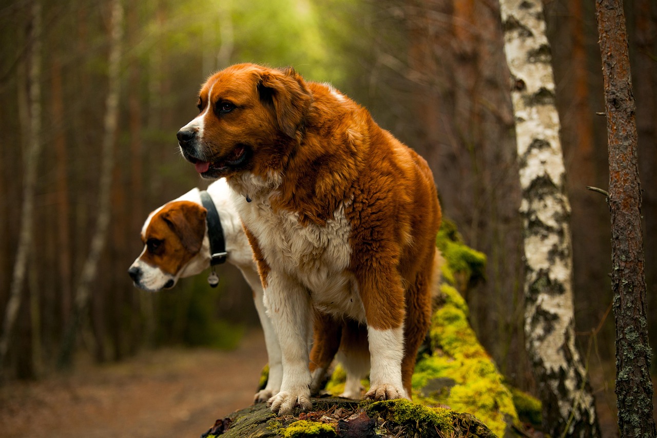 Saint Bernards: Patient Protectors (Image Credits: Pixabay)