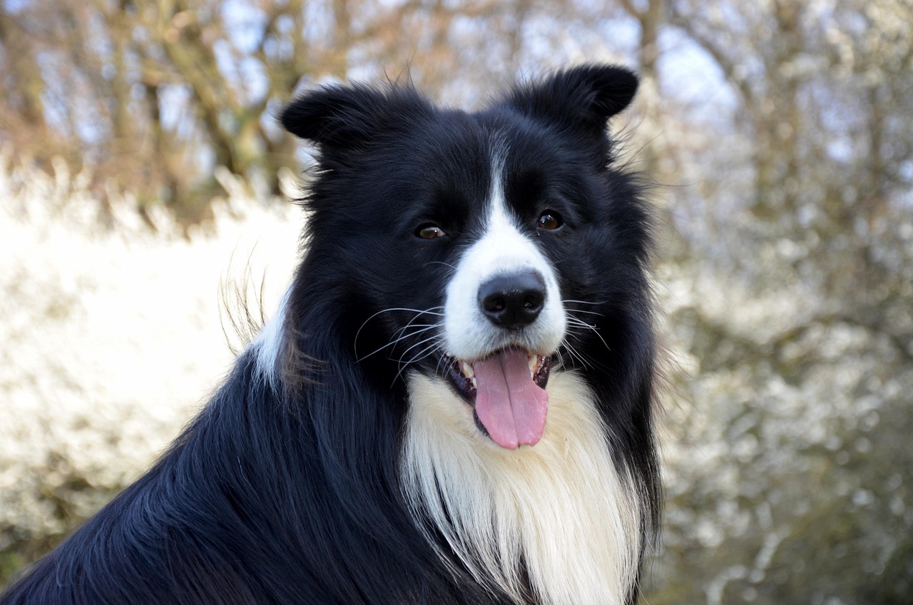 Border Collie: The Mind Reader (Image Credits: Pixabay)