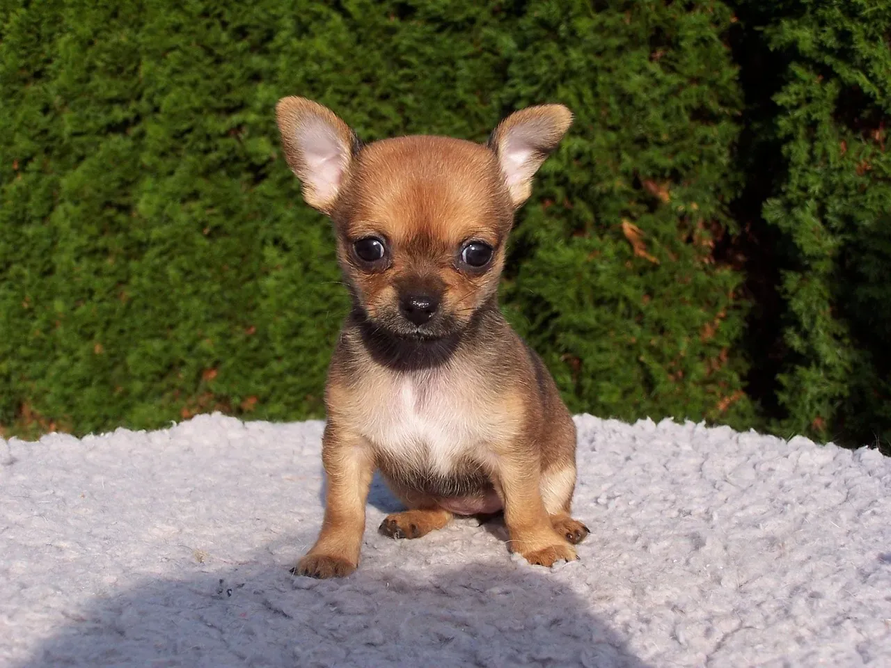 #6. Chihuahua (Image Credits: Pixabay)