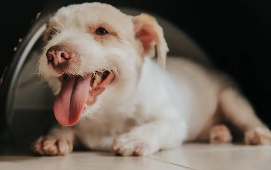 7. Panting Without Heat or Exercise (Image Credits: Pexels)