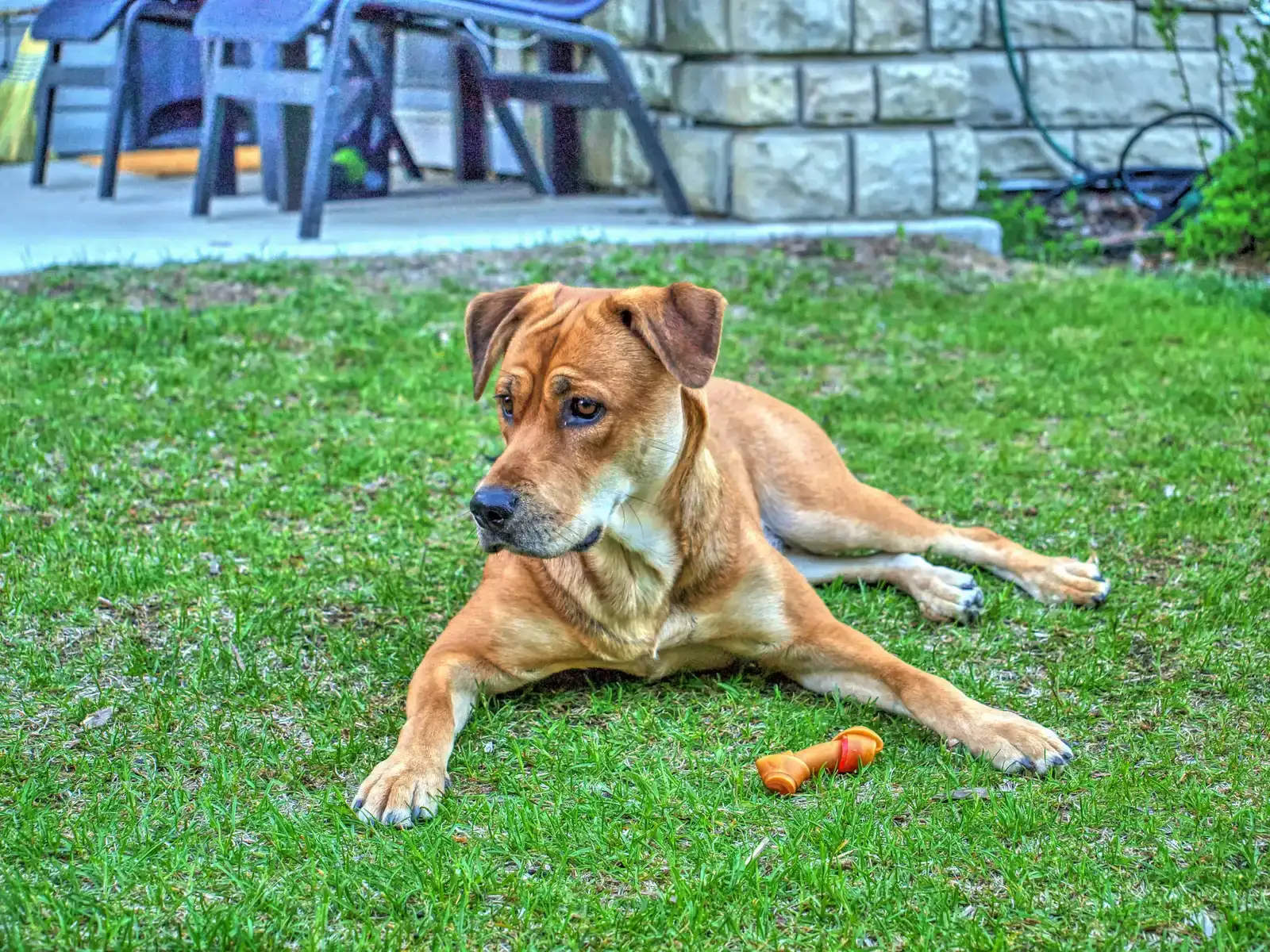 5. Playfulness and Treats as Toys (Backyard Treat, CC BY 2.0)