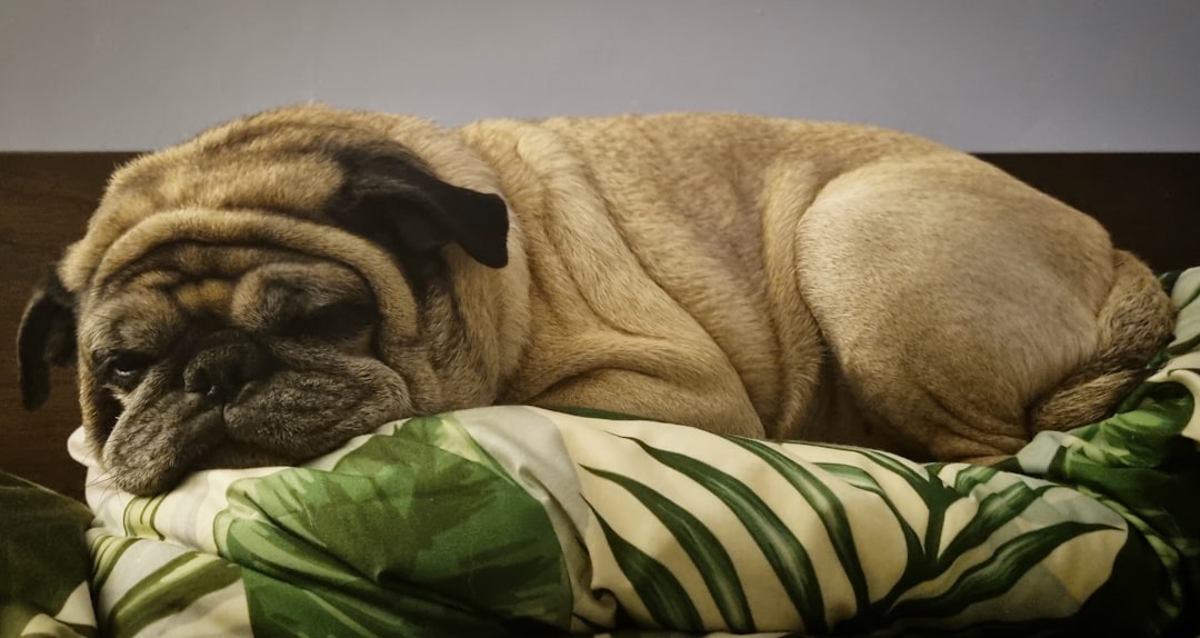 Your Pug Sleeps Like They're Auditioning for a Chainsaw Commercial (Image Credits: Unsplash)