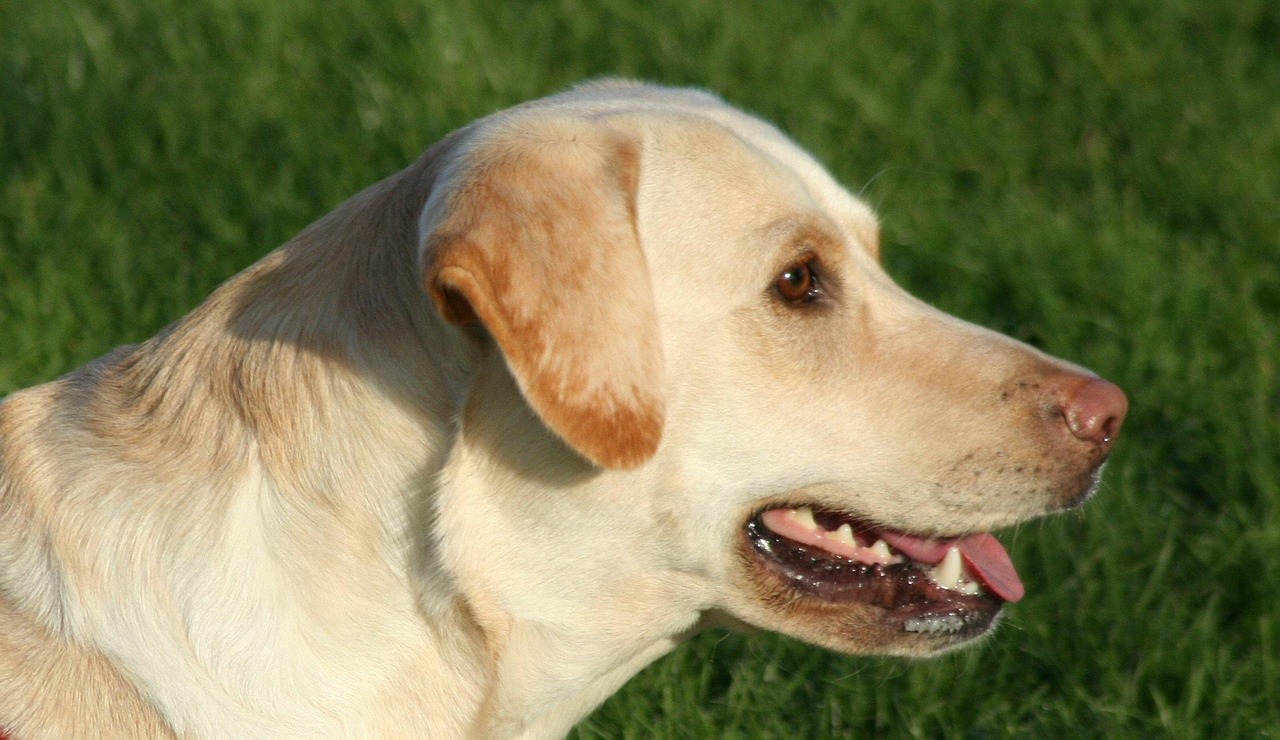 Panting Can Indicate Stress Beyond Heat (Image Credits: Pixabay)