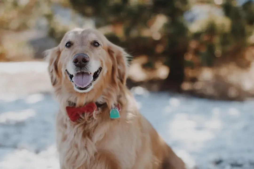 7. Golden Retriever: Sunshine on Four Legs (Image Credits: Unsplash)