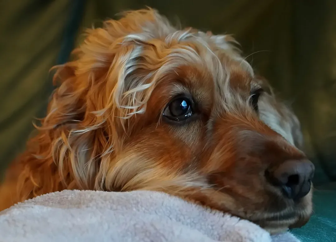 #13. Neglecting Their Own Grooming (Image Credits: Unsplash)