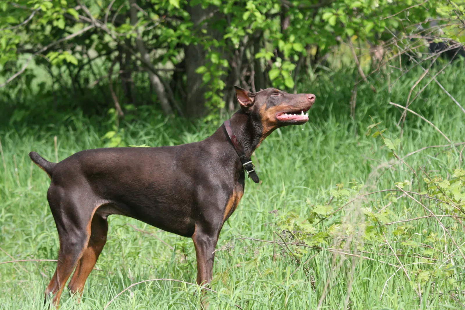 3. Doberman Pinscher: The “Velcro” Guardian in a Superhero Suit (Such a great smile, CC BY-SA 2.0)