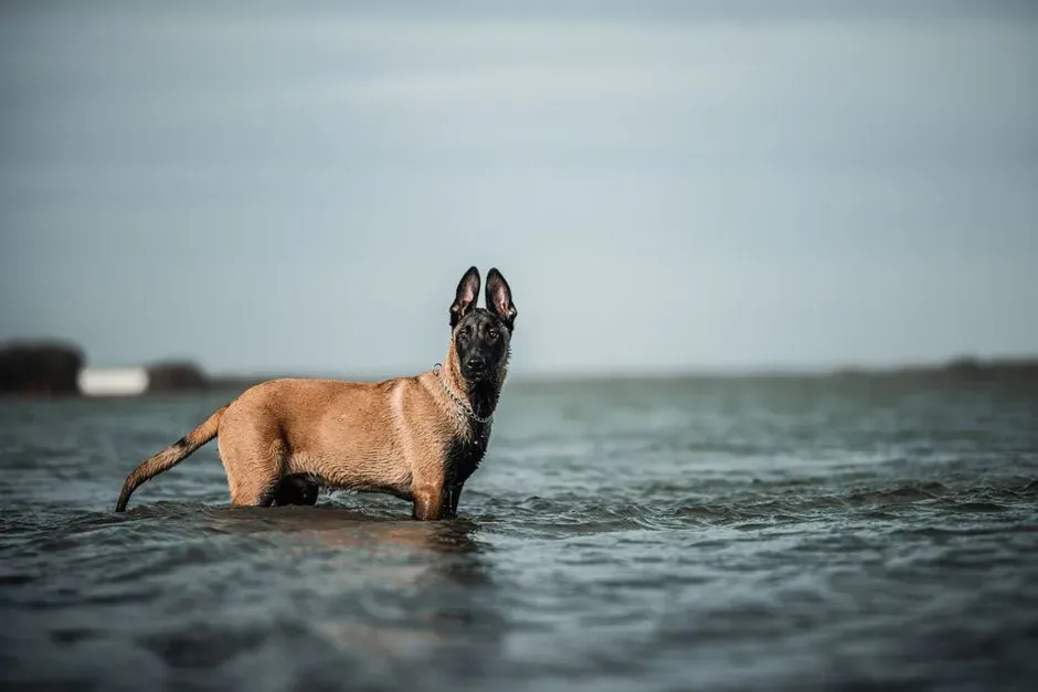 Belgian Malinois (Image Credits: Pexels)
