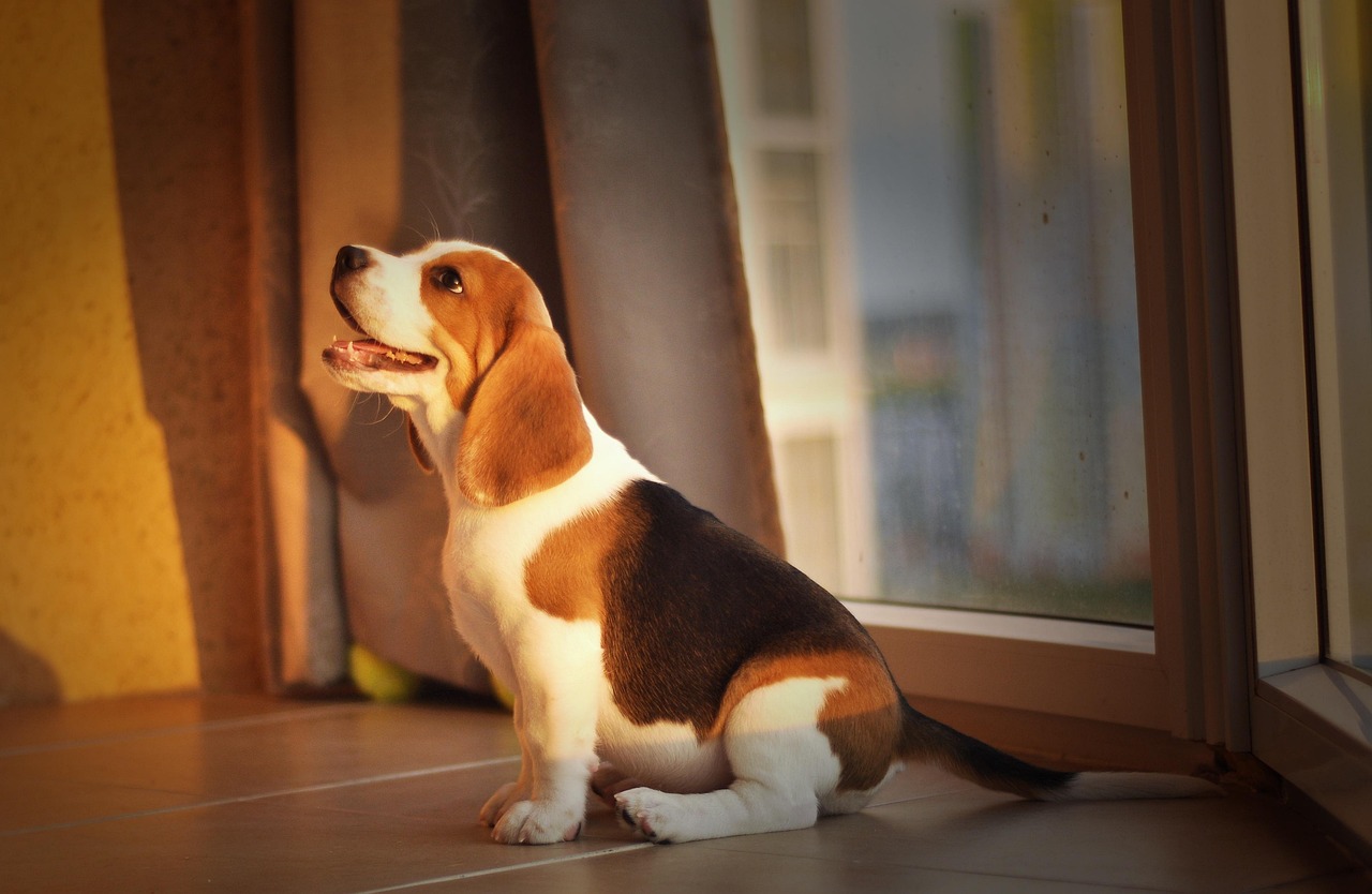 Beagles - The Gentle Trackers (Image Credits: Pixabay)