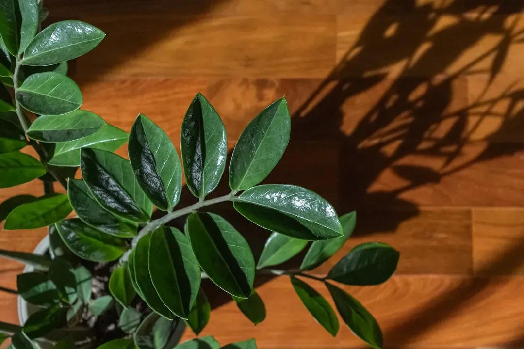 ZZ Plant: Low Maintenance for You, High Risk for Dogs (Image Credits: Unsplash)