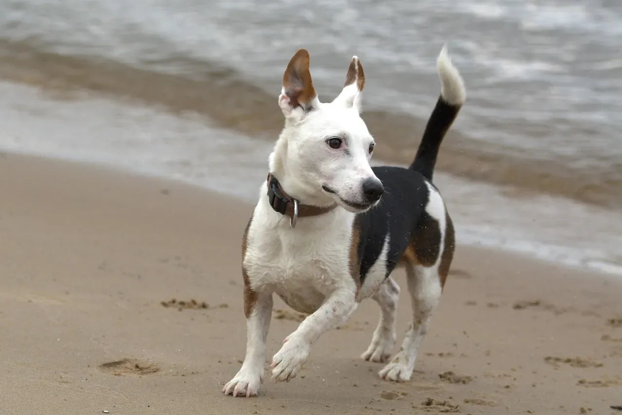 Jack Russell Terrier: Too Busy To Snuggle (Image Credits: Pixabay)