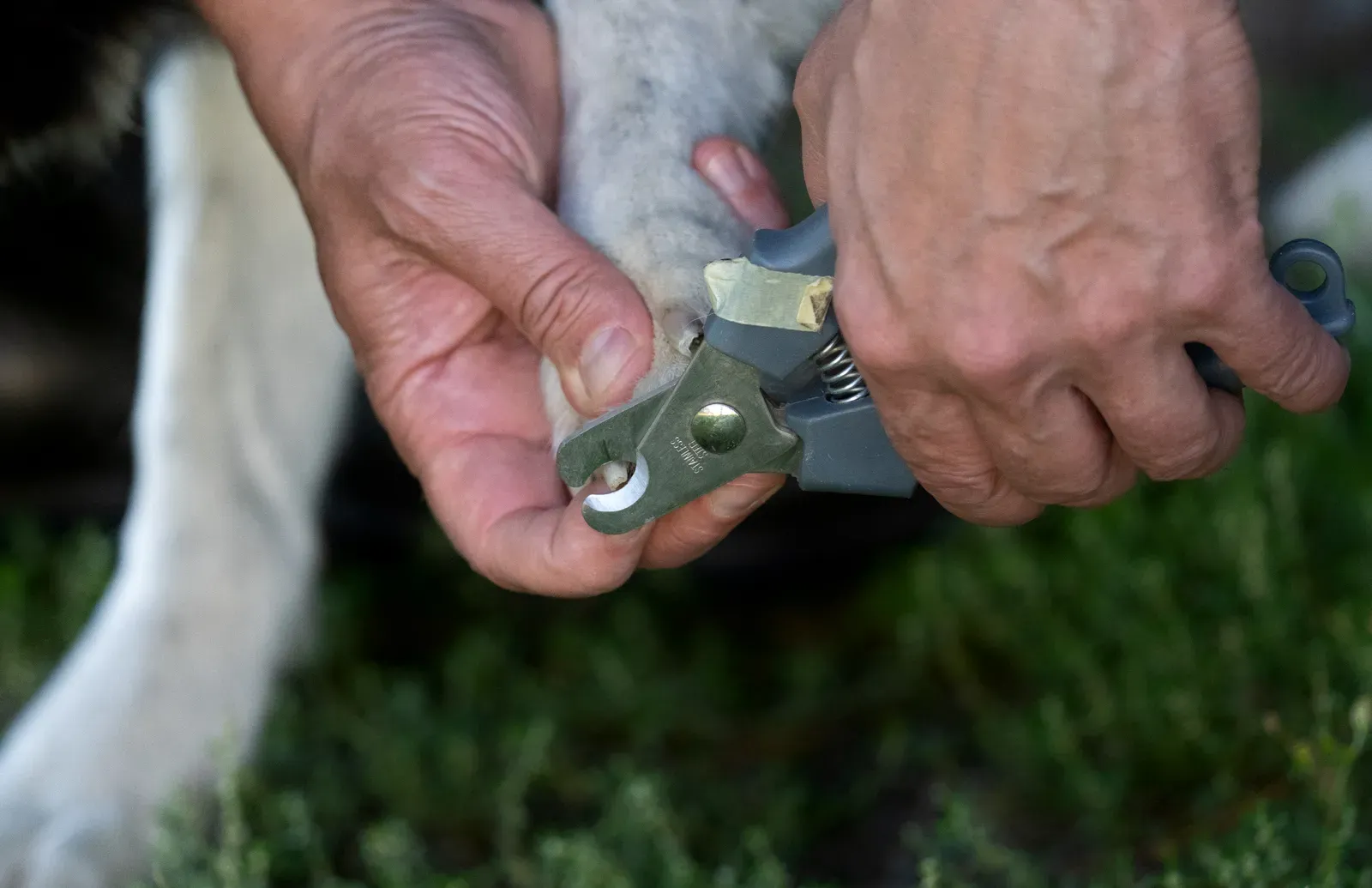 Keep Nails Properly Trimmed (Image Credits: Wikimedia)