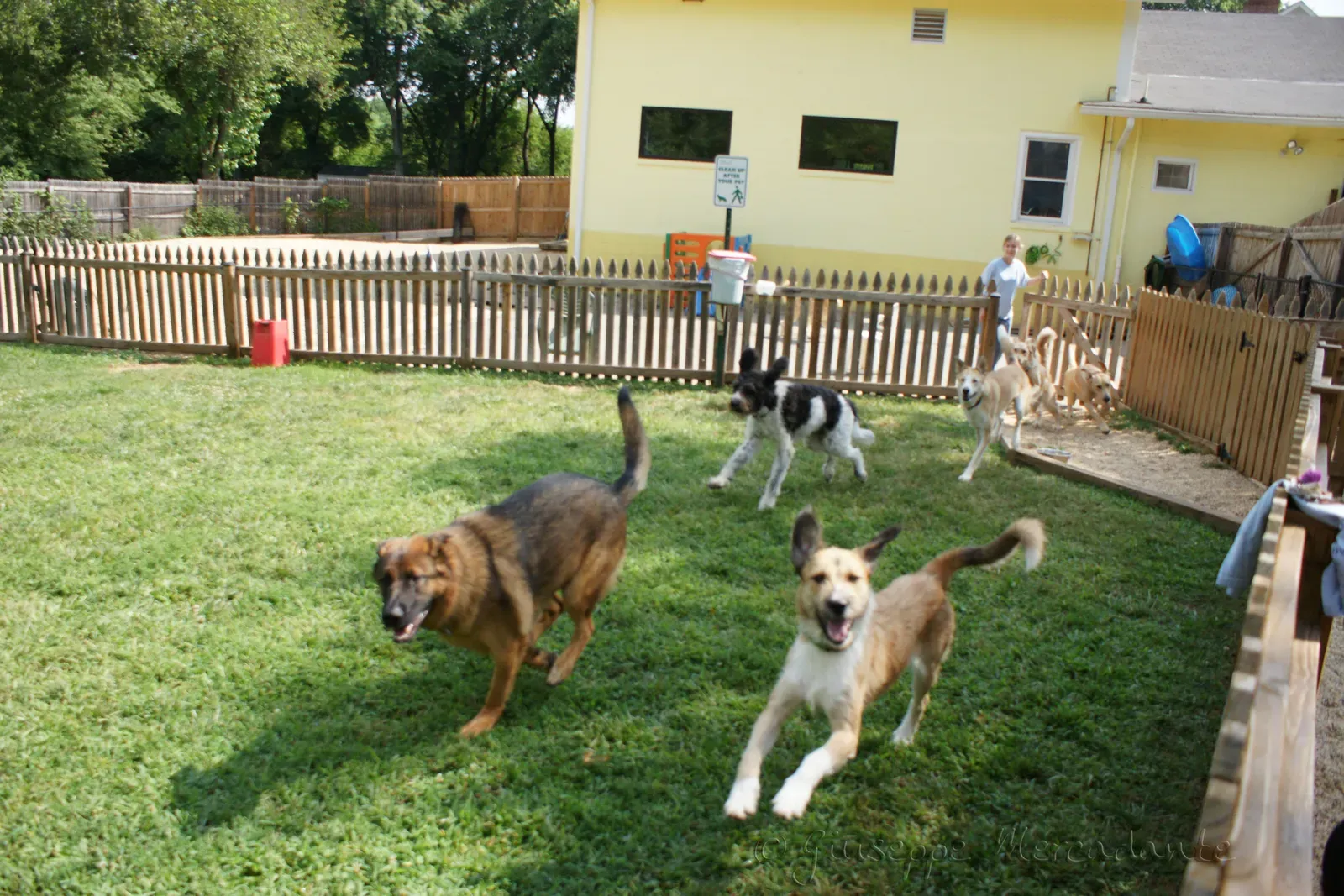 7. Leaving Them With A Sitter Or At Boarding (By Kd rome, CC BY-SA 3.0)