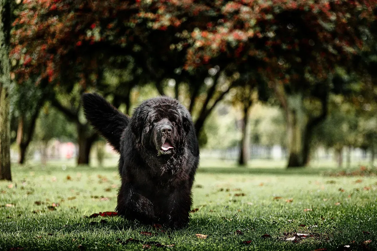 Newfoundlands: Giant Teddy Bears Who Adore Affection (Image Credits: Pixabay)