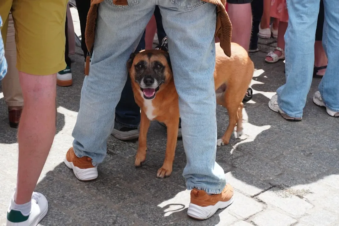 #1 - How You Stand When Your Dog Tenses Up (Image Credits: Unsplash)