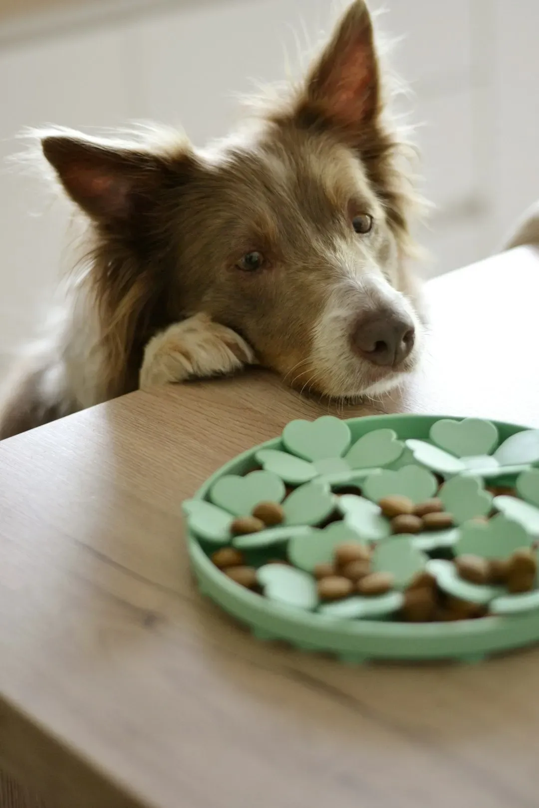 Counter Surfing And Food Stealing (Image Credits: Unsplash)