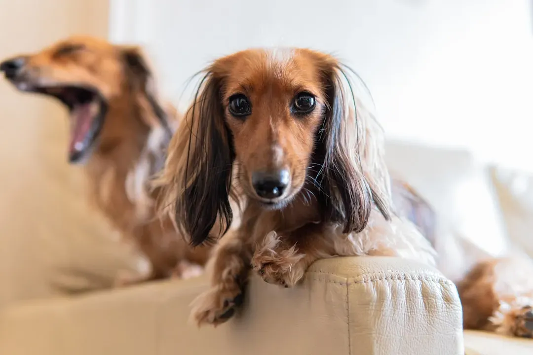 4. The Bark That Sounds Twice Its Size (Image Credits: Unsplash)
