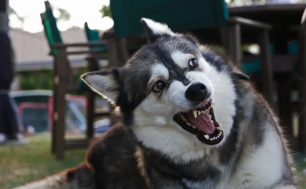 Angry Tones: The Hidden Heartbreaker (steve.garner32, Flickr, CC BY 2.0)