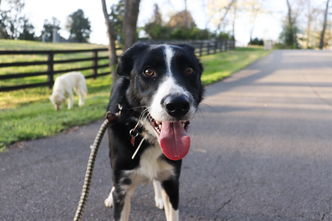 11. Border Collie: The Intelligent Farm Worker (Image Credits: Unsplash)