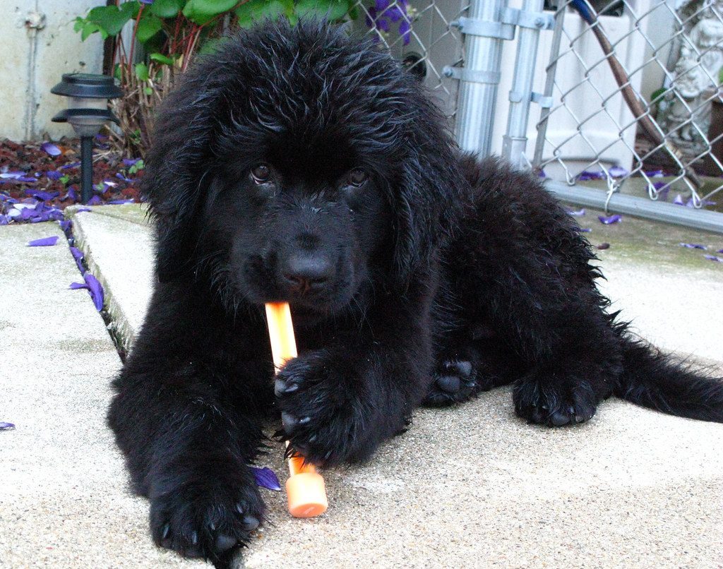 Newfoundlands: The Gentle Water Bears (Image Credits: Flickr)