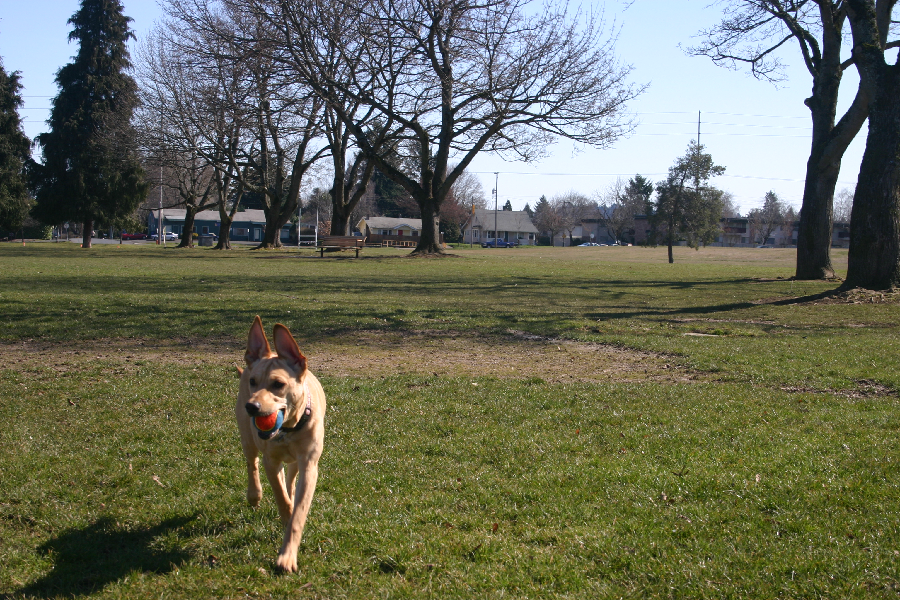 Portland, Oregon: Pacific Northwest Pet Paradise (Image Credits: Wikimedia)