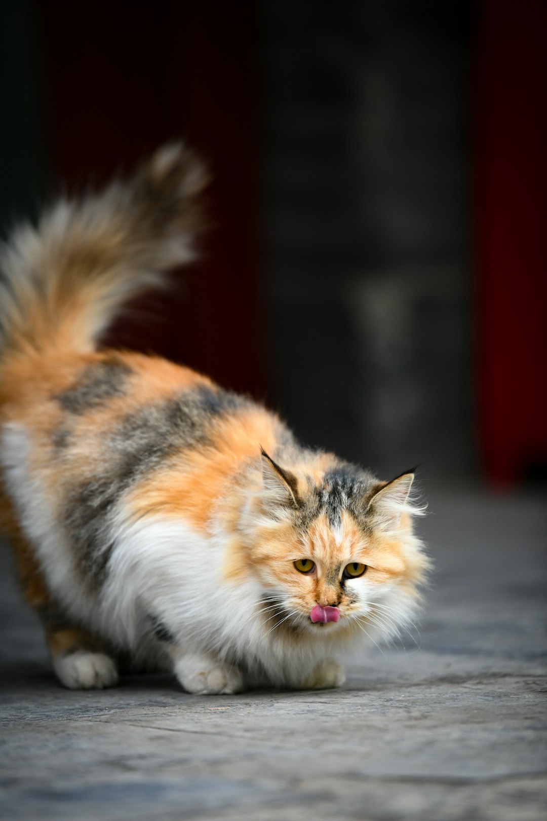 Tail Language That Speaks Volumes (Image Credits: Unsplash)