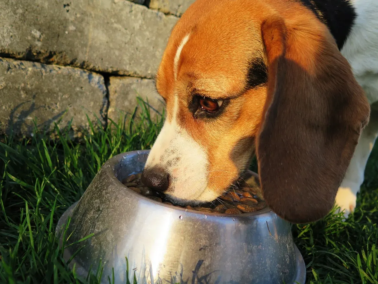 6. Leaving Food Out All Day Instead Of Structured Mealtimes (Image Credits: Pixabay)
