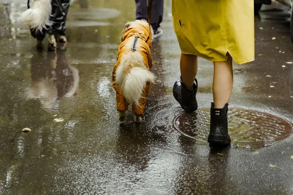 Your Dog Has Learned That You’re The Source Of All The Fun (Image Credits: Pexels)