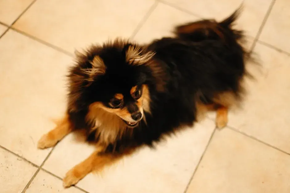 7. Pomeranian: Sassy, Spirited, and Sneaky About It (Image Credits: Pexels)