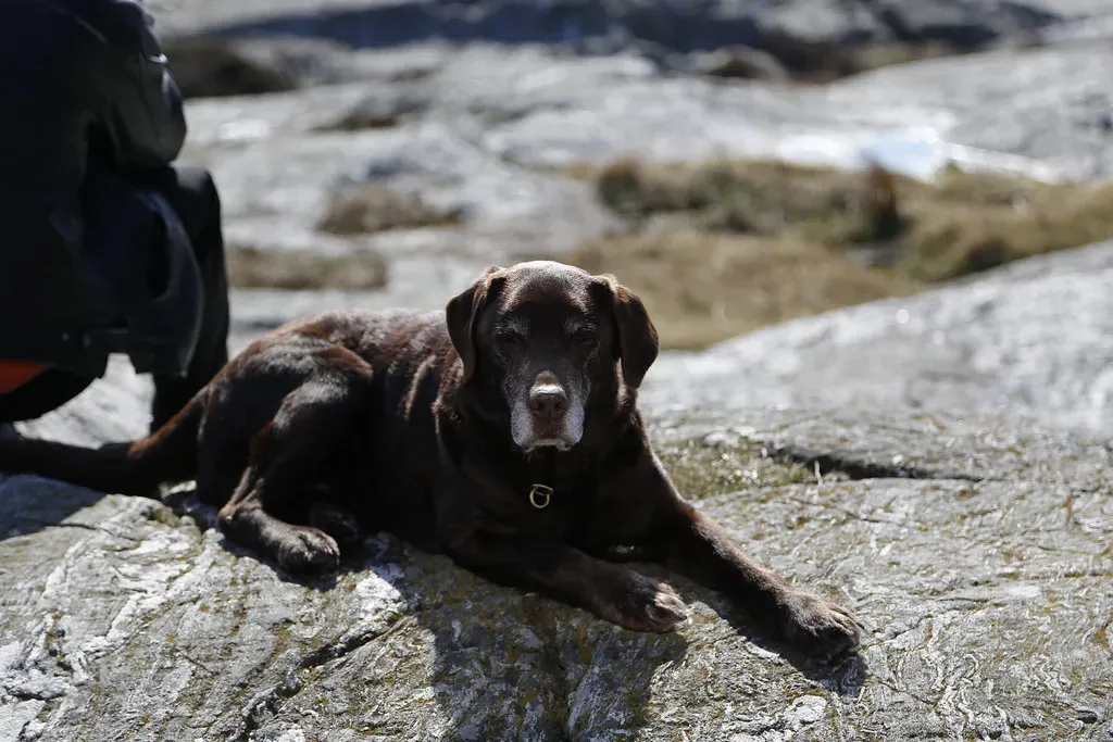 They're a Perfect Match for a Wide Range of Lifestyles (CATXALOT, Flickr, CC BY 2.0)