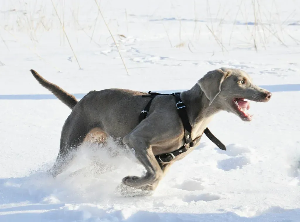 6. Weimaraner: Velcro Athlete With Endless Stamina (smerikal, Flickr, CC BY-SA 2.0)