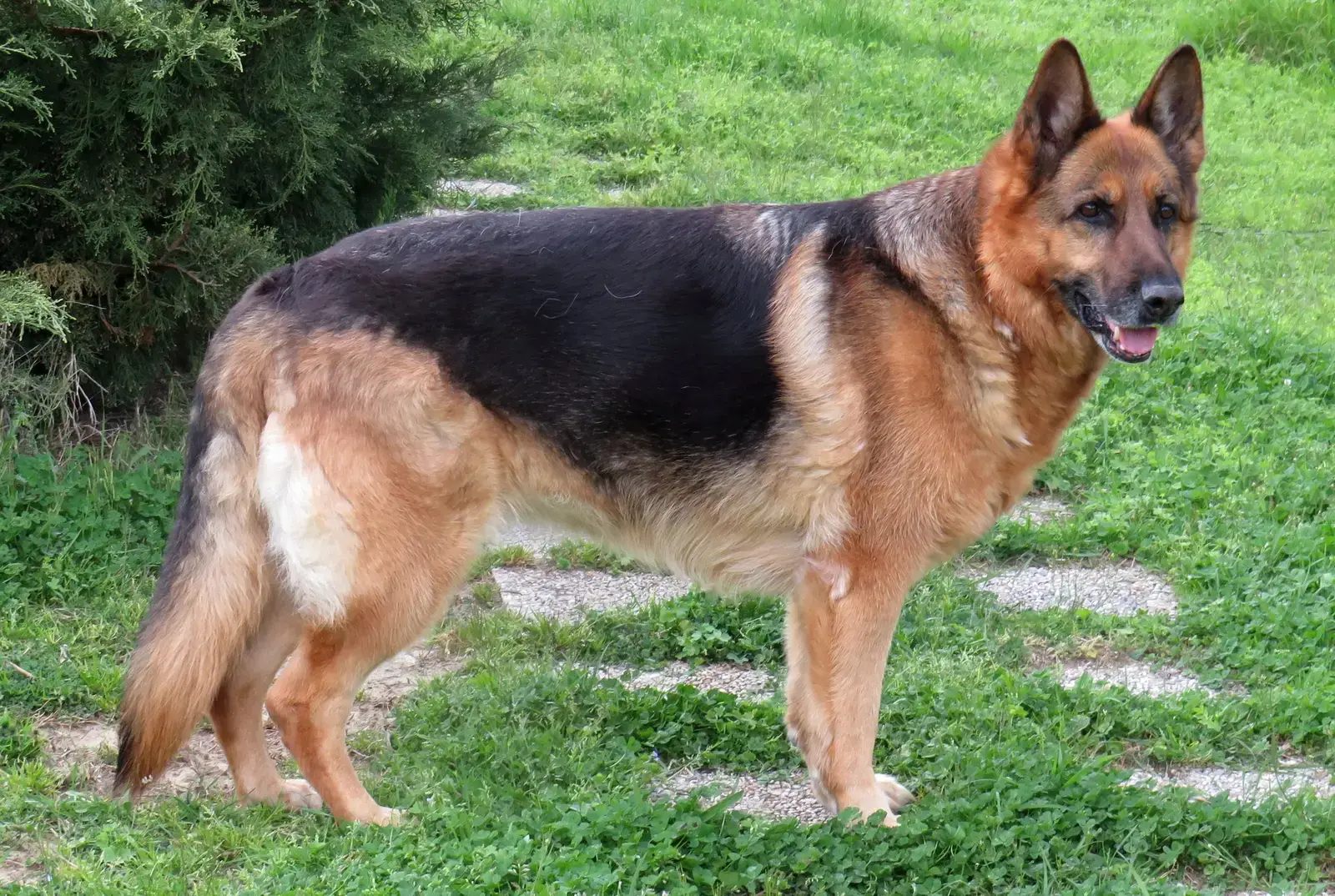 5. The German Shepherd: Wary Until You Prove Yourself (Image Credits: Wikimedia)