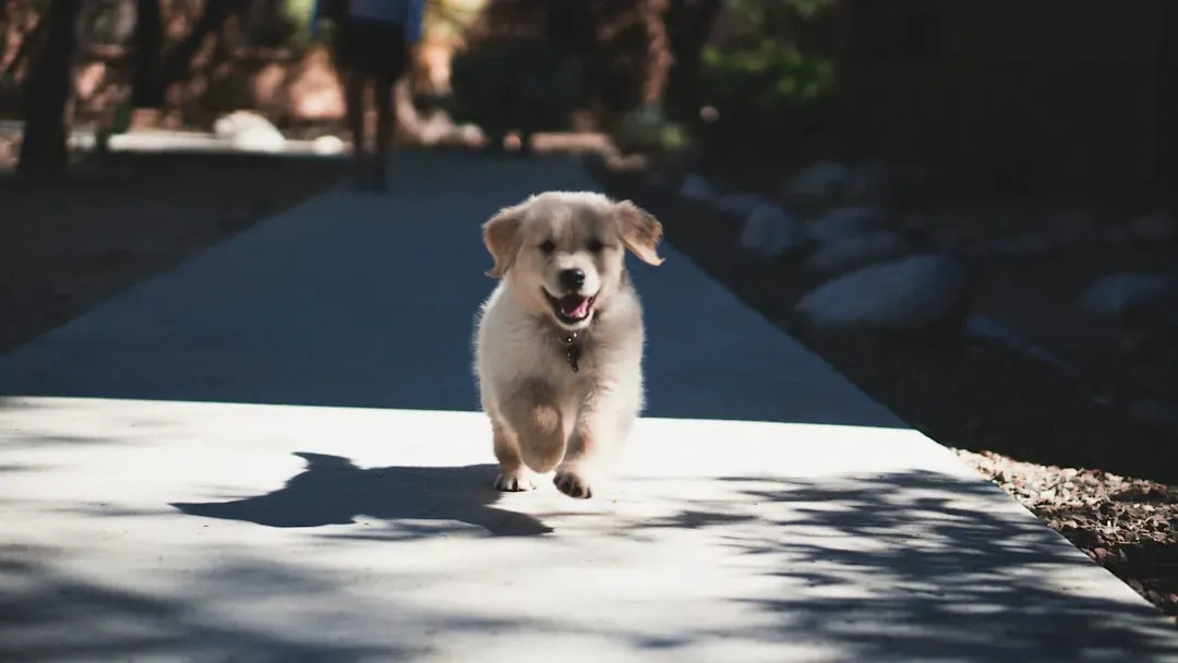 #5: They Pace, Circle, or Repeat Behaviors Seemingly Without Reason (Image Credits: Unsplash)