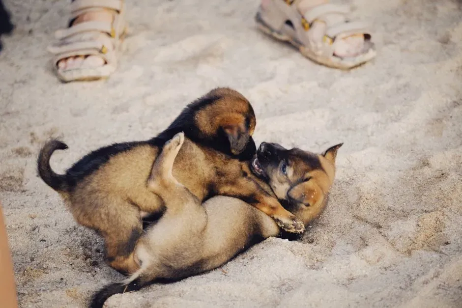 Self-Handicapping During Play With Smaller Dogs or Kids (Image Credits: Pexels)