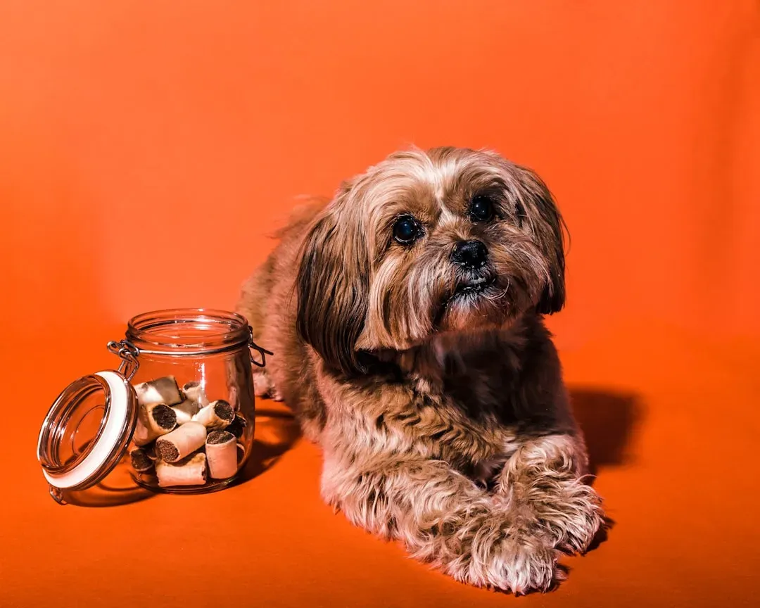 #3 – The Rustle of a Snack Routine Only One Person Had (Image Credits: Unsplash)