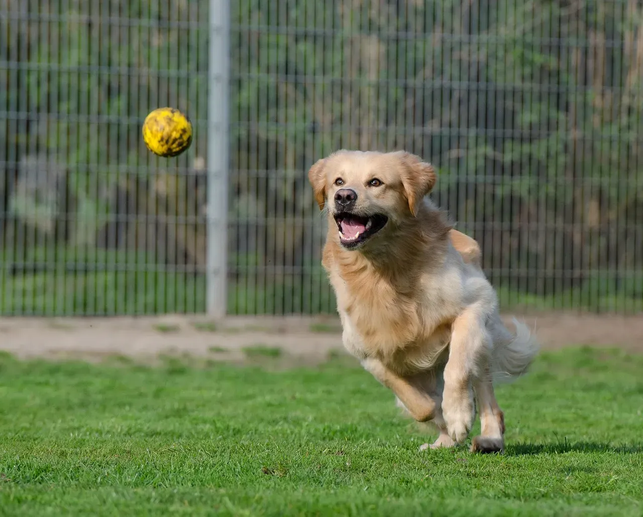 The Fetch Fanatic: Your Dog Is an Athlete at Heart (Image Credits: Pixabay)