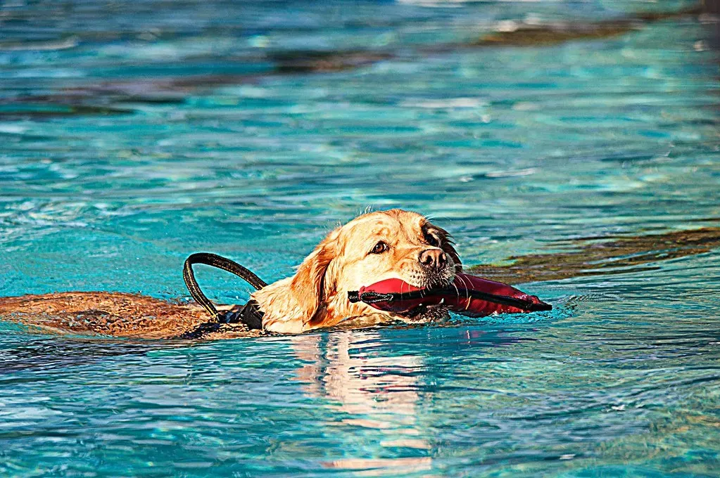 Florida: Water, Sunshine, And Endless Lab-Friendly Lifestyles (f/orme, Flickr, CC BY-SA 2.0)
