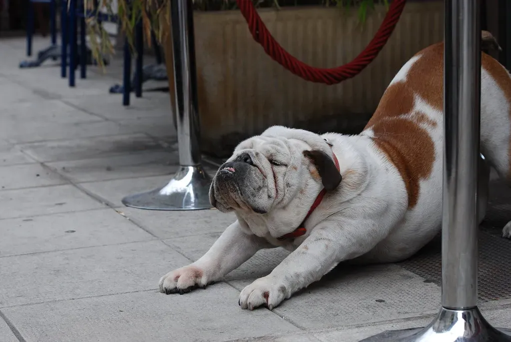 The English Bulldog: Stubborn Meets Lazy (Image Credits: Flickr)