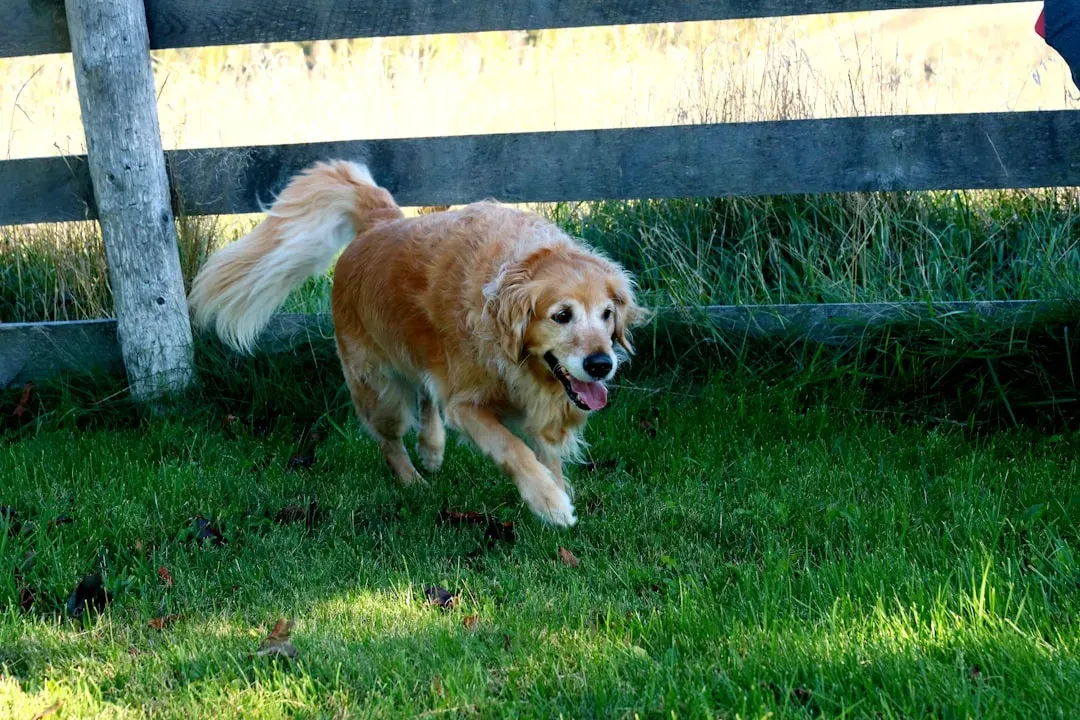 The Full-Body Wag Is Its Own Special Language (Image Credits: Unsplash)
