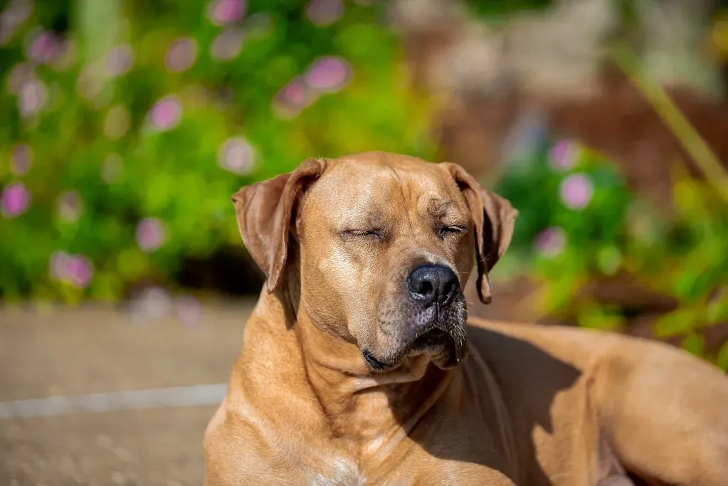 Conclusion: Choosing Calm for Your Sensitive Companion (Image Credits: Flickr)