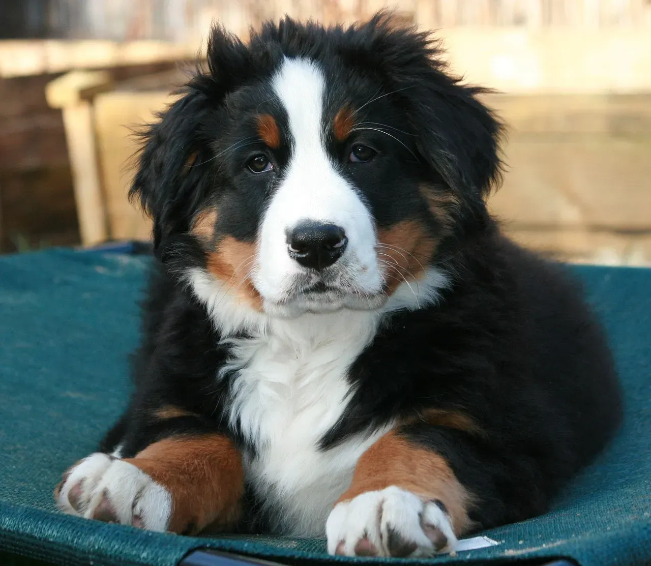 12. Bernese Mountain Dog: A Gentle Giant With a Fragile Heart (Image Credits: Pixabay)