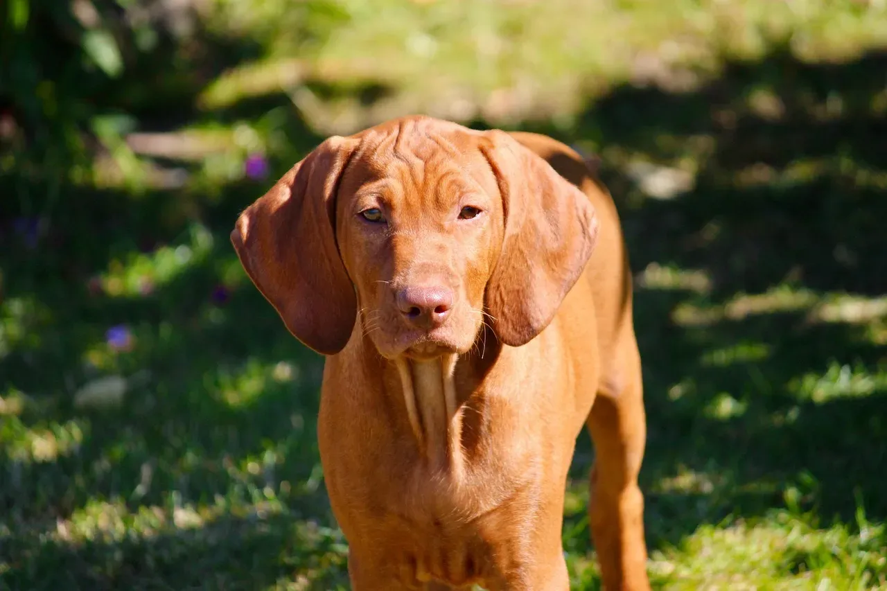 17. Vizsla: Velcro Dogs for Outdoor Enthusiasts (Image Credits: Pixabay)