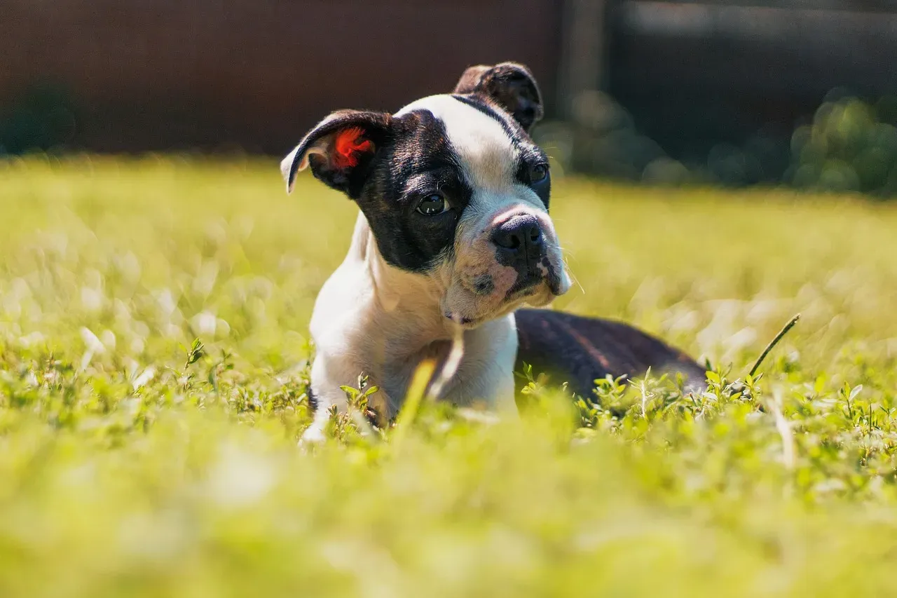 13. Boston Terrier: Cheerful, Structured, and Ready to Learn (Image Credits: Pixabay)
