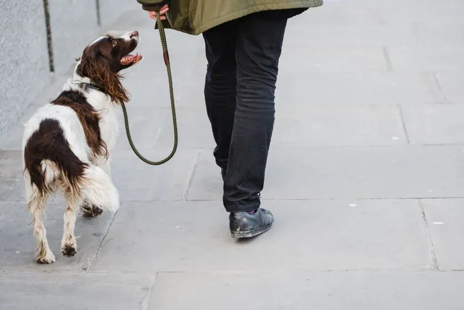 #6 - They Follow You Into the Most Boring Rooms in the House (Image Credits: Pexels)