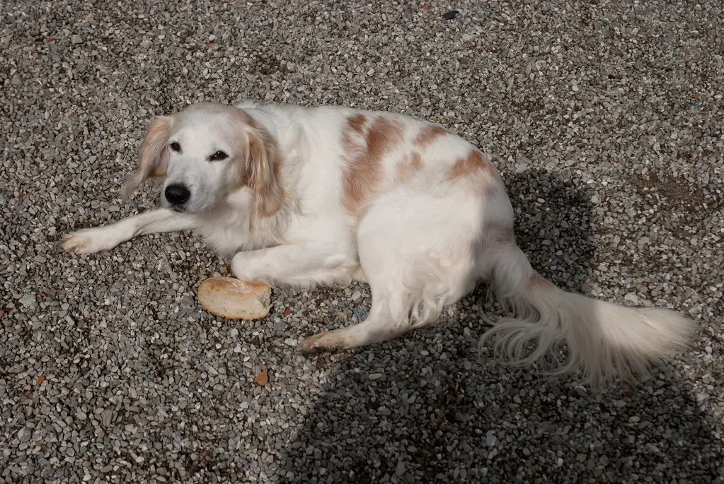 Submission Over Guilt: Decoding Your Dog's Behavior (quinet, Flickr, CC BY 2.0)