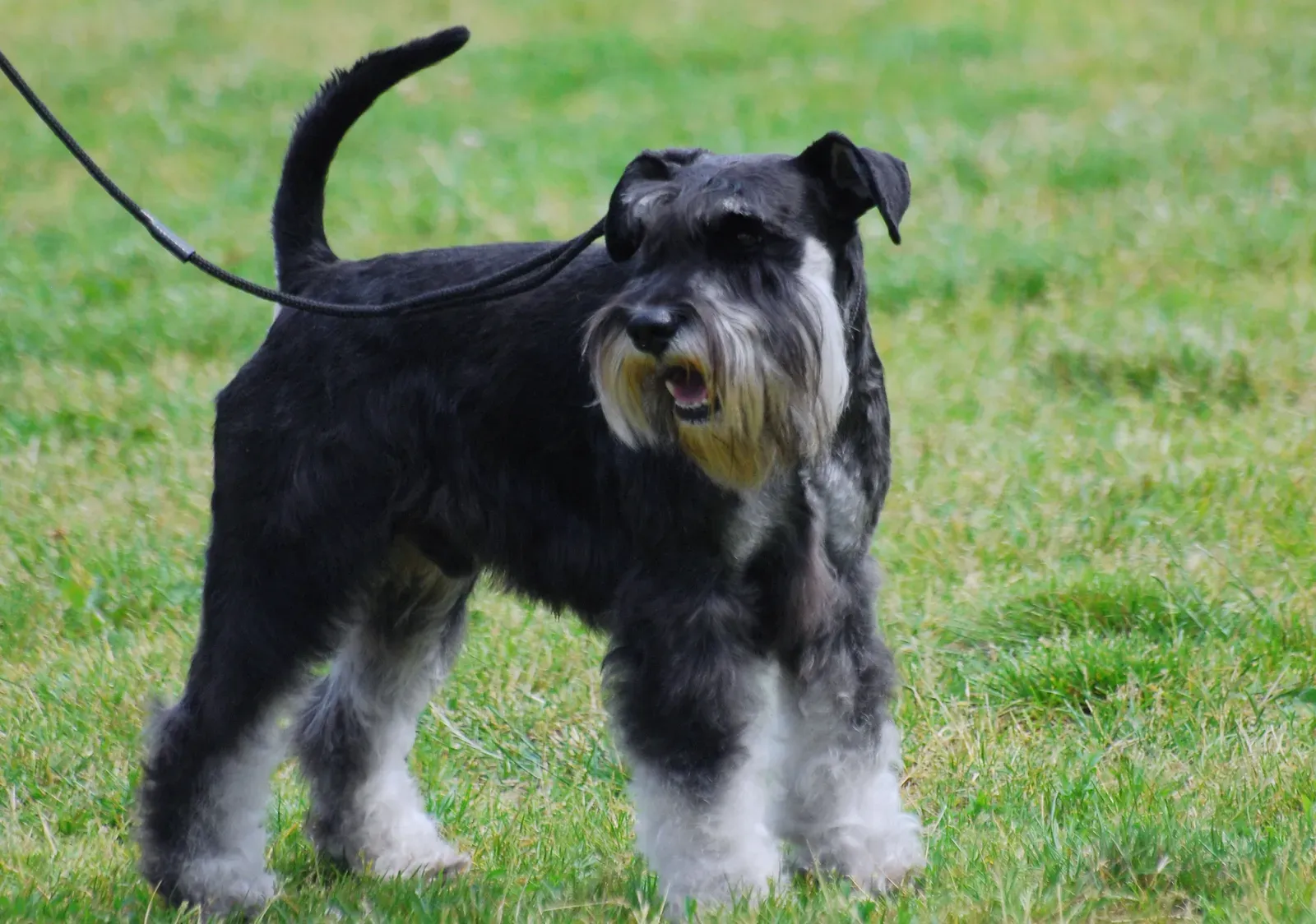 6. Miniature Schnauzer: The Spirited Watchdog (Image Credits: Wikimedia)