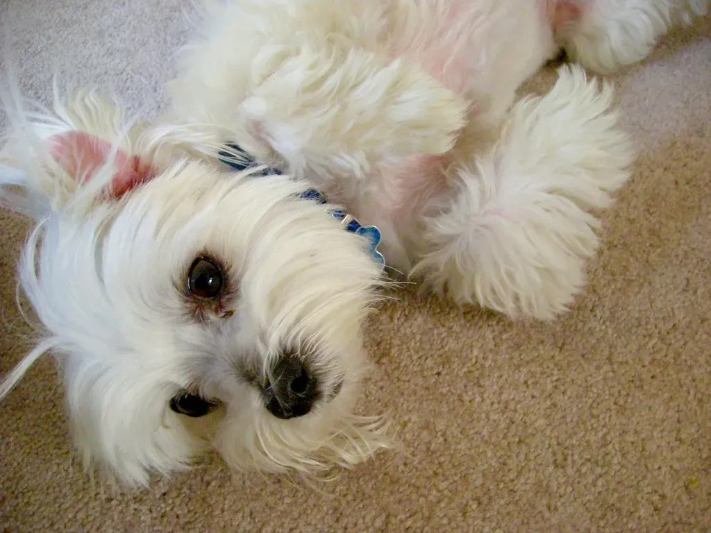 She's Restless and Can't Settle Down (Image Credits: Flickr)