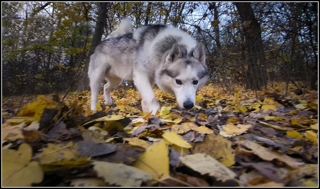1. Scent Marking With Their Paws, Not Just Their Poop (SFB579 Namaste, Flickr, CC BY 2.0)